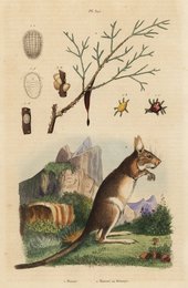 Cape hare and manna ash.