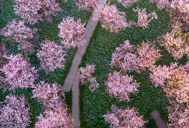 Image 506475494