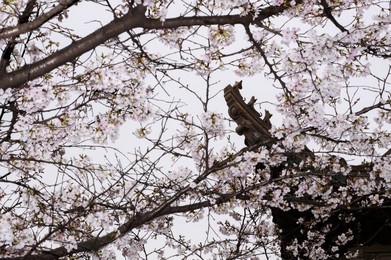 Image 507018218