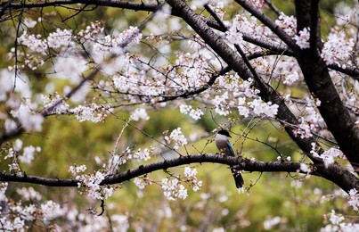 Image 507018250