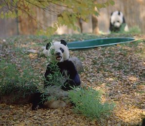 Image 509684180
