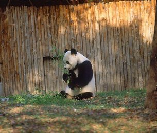 Image 509684252