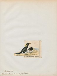 Image 509868117