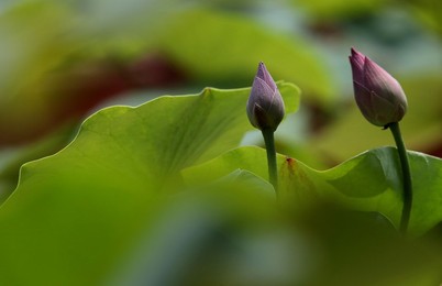 Image 521730949