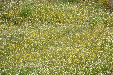Wildflower in an Urban Landscape