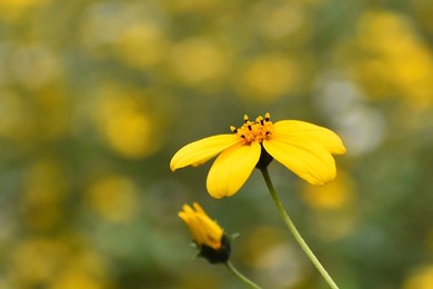 Wildflower in an Urban Landscape