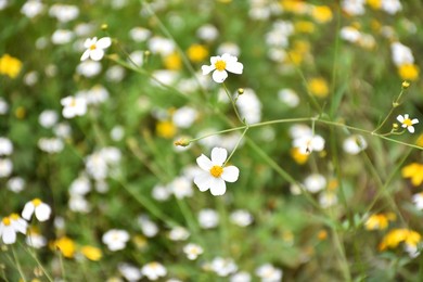 Wildflower in an Urban Landscape