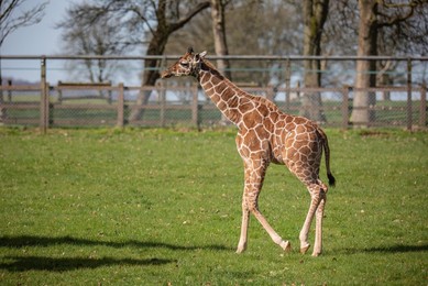Image 605417806
