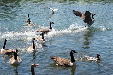 Image 613581035