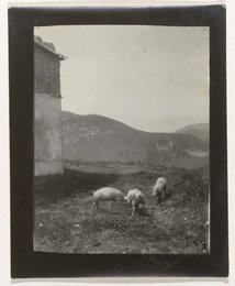 Landscape with three pigs