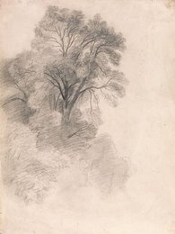 Study of Ash Trees
