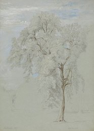Ash Tree, 1842