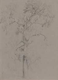 Ash Tree in Ashstead Park