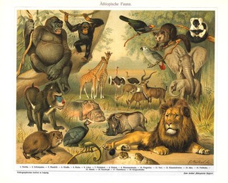 animals, fauna, Ethiopia, nature, wildlife, historical,