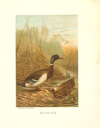 mallard, ducks, animals, birds, nature, historical,