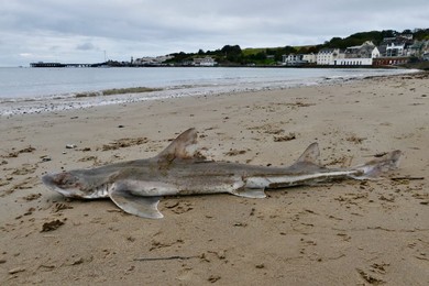 Image 639950646