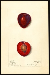 Watercolor Image of plums (scientific name: Prunus domestica) ca. 25 June 1915
