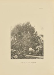 The Clark Ash, Belmont, 1890