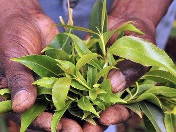 Khat or qat a flowering plant native to Ethiopia