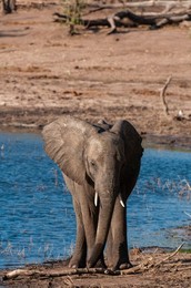 Image 683319148