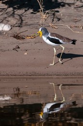 Image 683319187