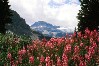 Natures Home. Creator: Robert Manno.