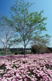 Natures Abundance. Creator: Robert Manno.
