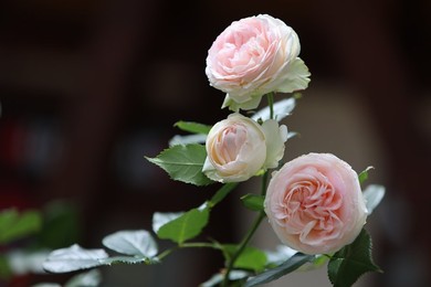 Image 699899583