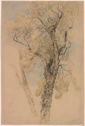 Study of an Ash