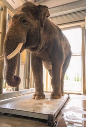 Annual weigh in at ZSL Whipsnade Zoo
