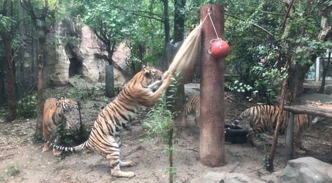 Image 726393631
