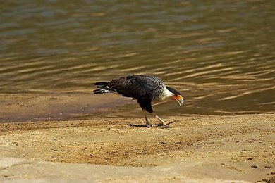 Image 733647183