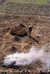 China, farmer fertilizes with ashes / photo