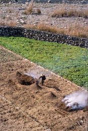 China, farmer fertilizes with ashes / photo