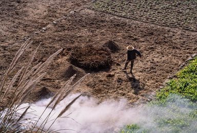China, farmer fertilizes with ashes / photo