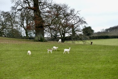 Image 752447536