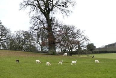 Image 752447543