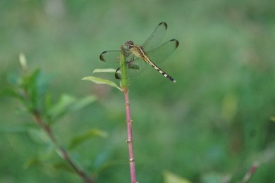 Colombian Nature