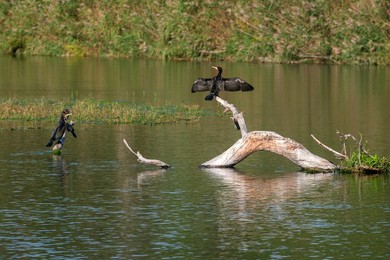 Cormorant, WWF reserve of Persano, Serre, Campania, Italy