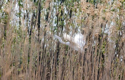 Image 772637952