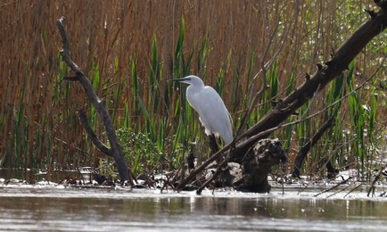 Image 772638015