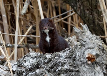 Image 772638087