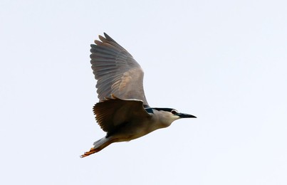 Image 772638938