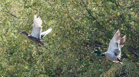 Image 772639588