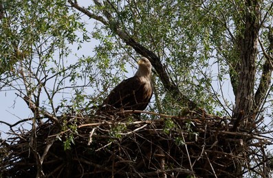 Image 772639603