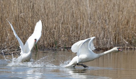 Image 772639816
