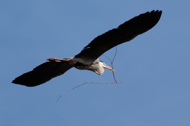 Image 772639961