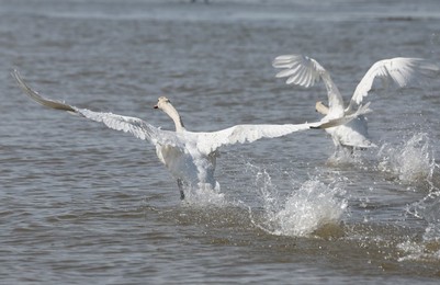 Image 772640014