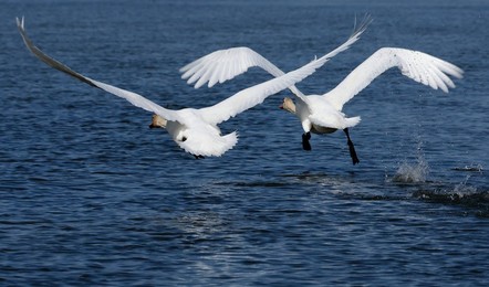 Image 772640153