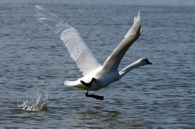 Image 772640156